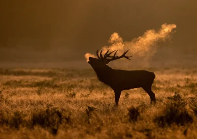 Red deer stag in side profile, bellowing across golden grassland with its breath backlit against a dark background.
