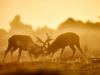Richmond Park Deer Rut Photography Workshop