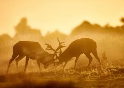 Two red deer stags locking antlers in grassland, silhouetted against golden sunlight and mist.