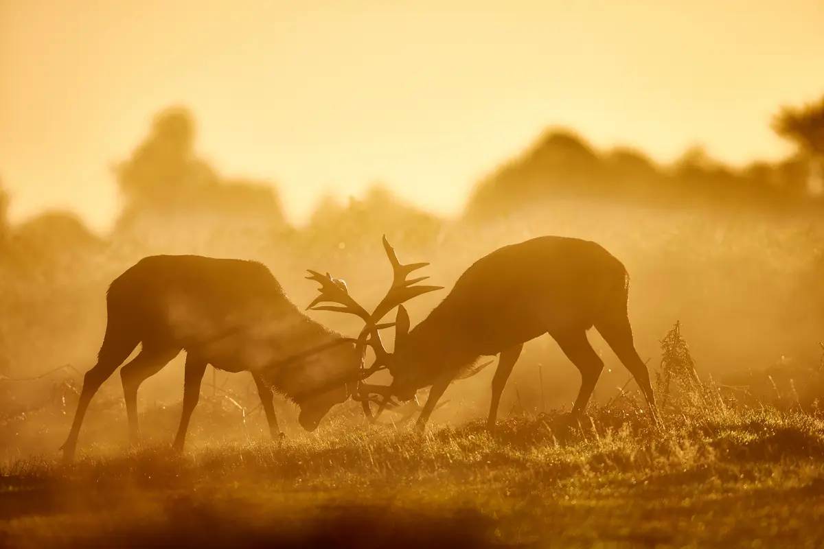 Two red deer stags locking antlers in grassland, silhouetted against golden sunlight and mist.