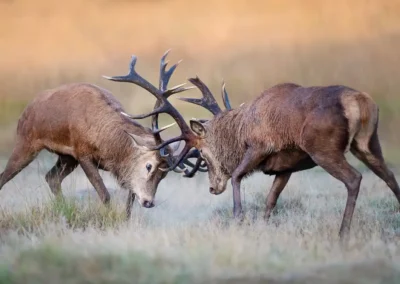 Two red deer stags with heads lowered and antlers interlocked as they spar in open grassland.