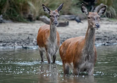 Two red deer hinds standing in shallow water in Richmond Park, London, facing the camera. Photograph by Louis Guillot.