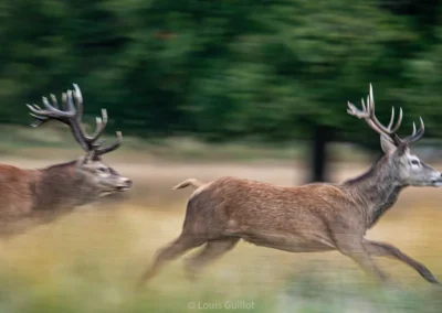 Two red deer stags running through Richmond Park, London, with motion blur in the grass and trees. Photograph by Louis Guillot.
