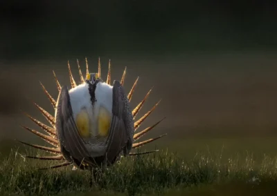 Male sage grouse displaying with its pointed tail fanned and yellow air sacs inflated in soft backlight.
