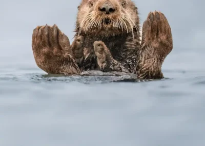 Sea otter floating on its back with its paws and hind feet raised above calm blue-grey water.