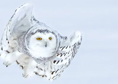 Snowy owl flying towards the camera with curved wings and bright yellow eyes against a pale background.