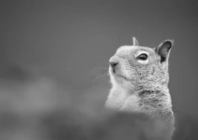 Black and white close-up of a squirrel looking upwards against a softly blurred background.