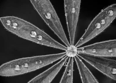 Black and white close-up of water droplets resting on the radiating leaflets of a lupin leaf.