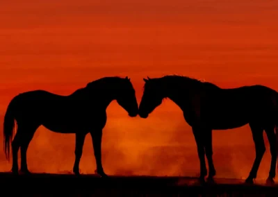 Two wild horses touching noses in silhouette against a vivid orange sky.