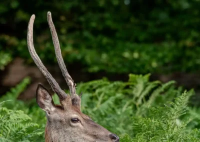 Portrait of a young red deer stag with velvet-covered antlers rising above green ferns in Richmond Park, London. Photograph by Louis Guillot.