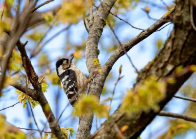 Female lesser spotted woodpecker perched on a tree trunk among fresh spring leaves.