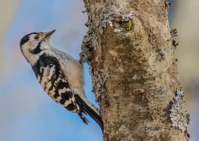 Female lesser spotted woodpecker looking upwards while clinging to a lichen-covered tree trunk.