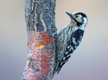 Lesser Spotted Woodpecker Photography Workshop