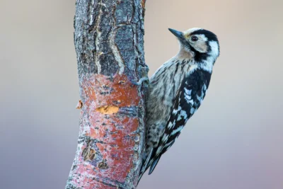 Female lesser spotted woodpecker clinging to a tree trunk, showing its pale crown and streaked flanks.