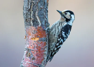 Female lesser spotted woodpecker clinging to a tree trunk, showing its pale crown and streaked flanks.