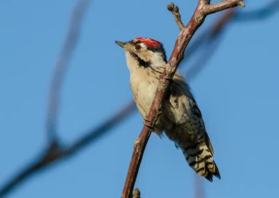 Male lesser spotted woodpecker perched upright on a slender branch, showing its streaked breast and red crown.
