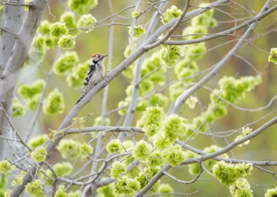 Male lesser spotted woodpecker perched on a diagonal branch surrounded by clusters of fresh green growth.