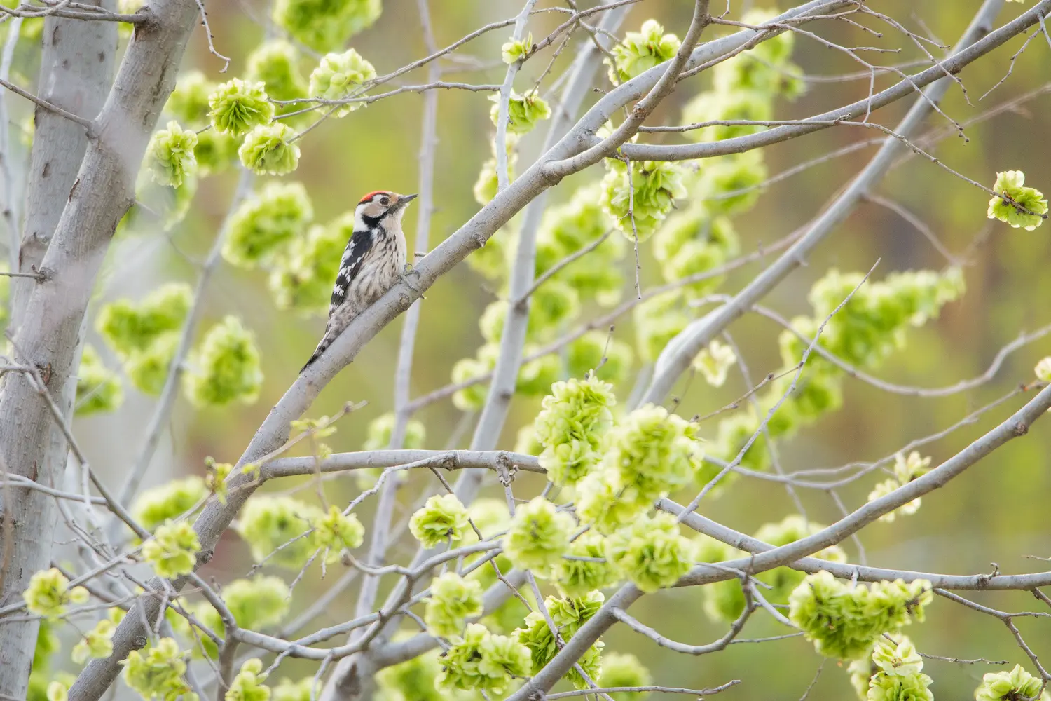 Male lesser spotted woodpecker perched on a diagonal branch surrounded by clusters of fresh green growth.
