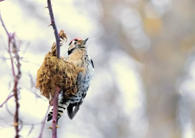Male lesser spotted woodpecker clinging to a thorny stem beside a clump of moss, with its red crown visible.