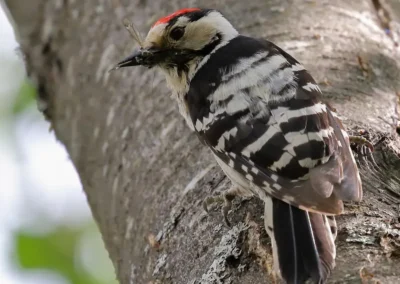Male lesser spotted woodpecker clinging to a tree trunk with insects held in its bill.