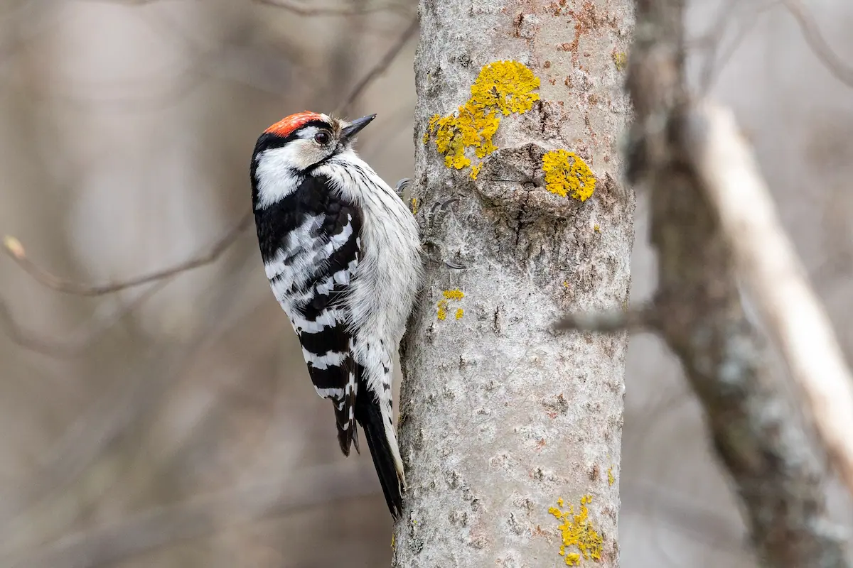 Male lesser spotted woodpecker looking upwards while clinging to a pale tree trunk covered in yellow lichen.