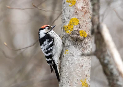 Male lesser spotted woodpecker looking upwards while clinging to a pale tree trunk covered in yellow lichen.