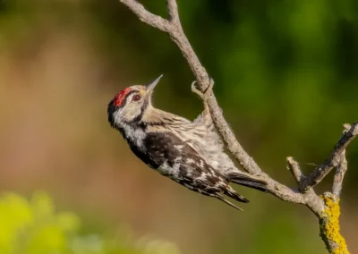 Male lesser spotted woodpecker clinging beneath a slender branch against a softly blurred green background.