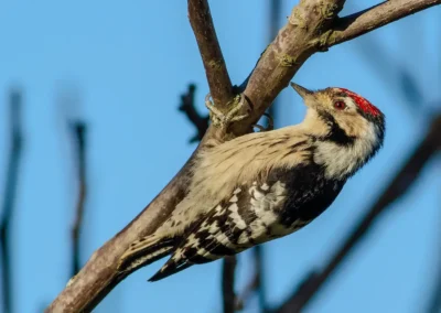 Male lesser spotted woodpecker clinging to a sloping branch against a blue sky.
