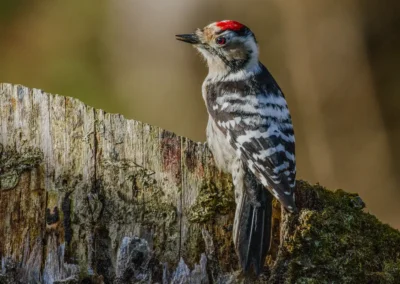 Male lesser spotted woodpecker with a red crown perched on a moss-covered tree stump.