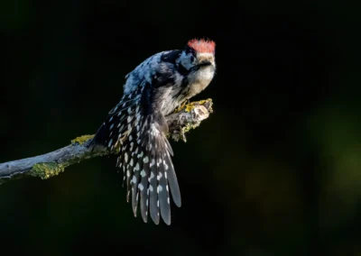 Male lesser spotted woodpecker perched on a branch with one wing outstretched and its red crown feathers raised.